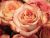 Coltivare le rose: 6 consigli pratici per ottenere un risultato ottimale