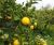 Consigli sulla potatura del limone: periodo giusto, tecniche e accorgimenti
