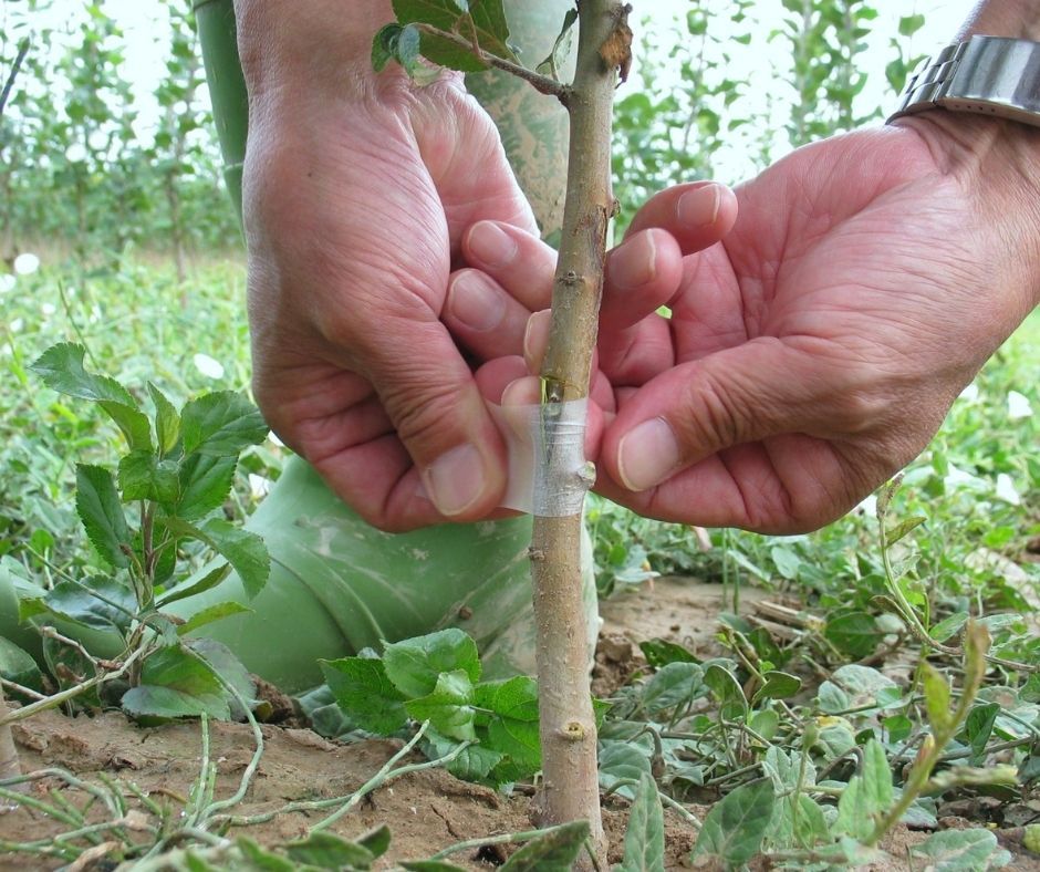 Sabato 12 febbraio, giornata dimostrativa sulla potatura e sull’innesto degli alberi da frutto
