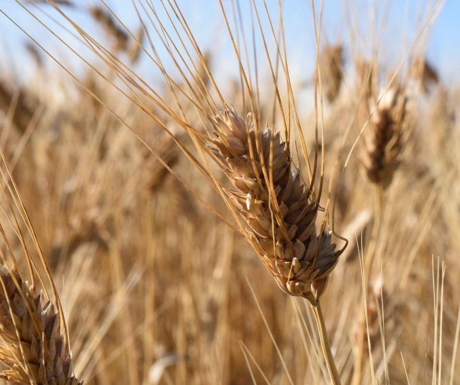 Origini, caratteristiche e coltivazione del grano douro
