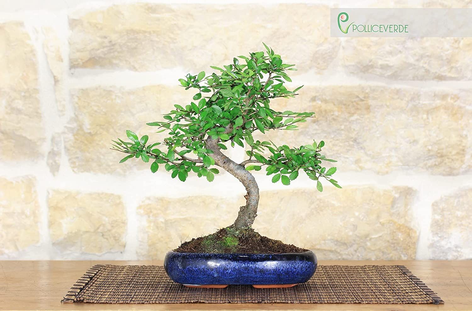 Bonsai di Olmo Cinese Vaso cm. 15