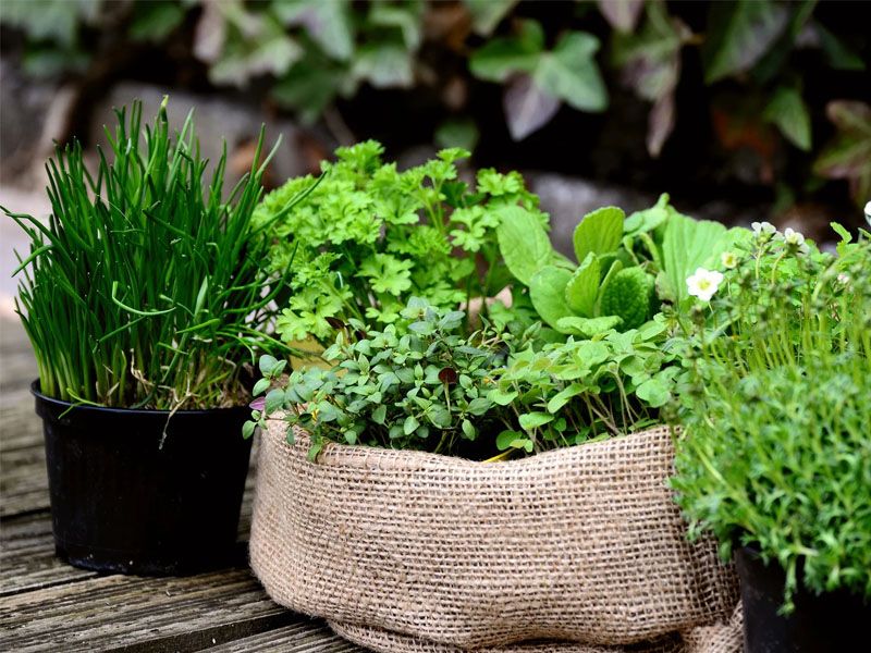 Guida e consigli per coltivare le erbe aromatiche in balcone o nell’orto