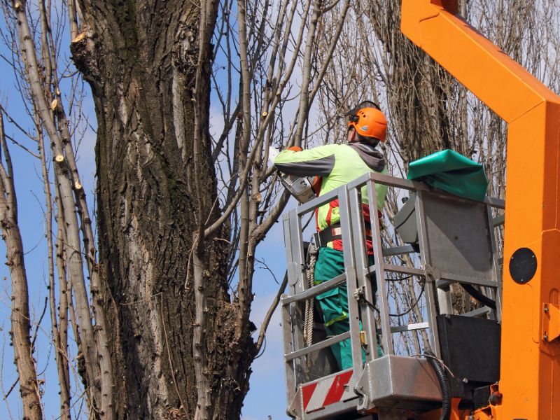 La capitozzatura è vietata?