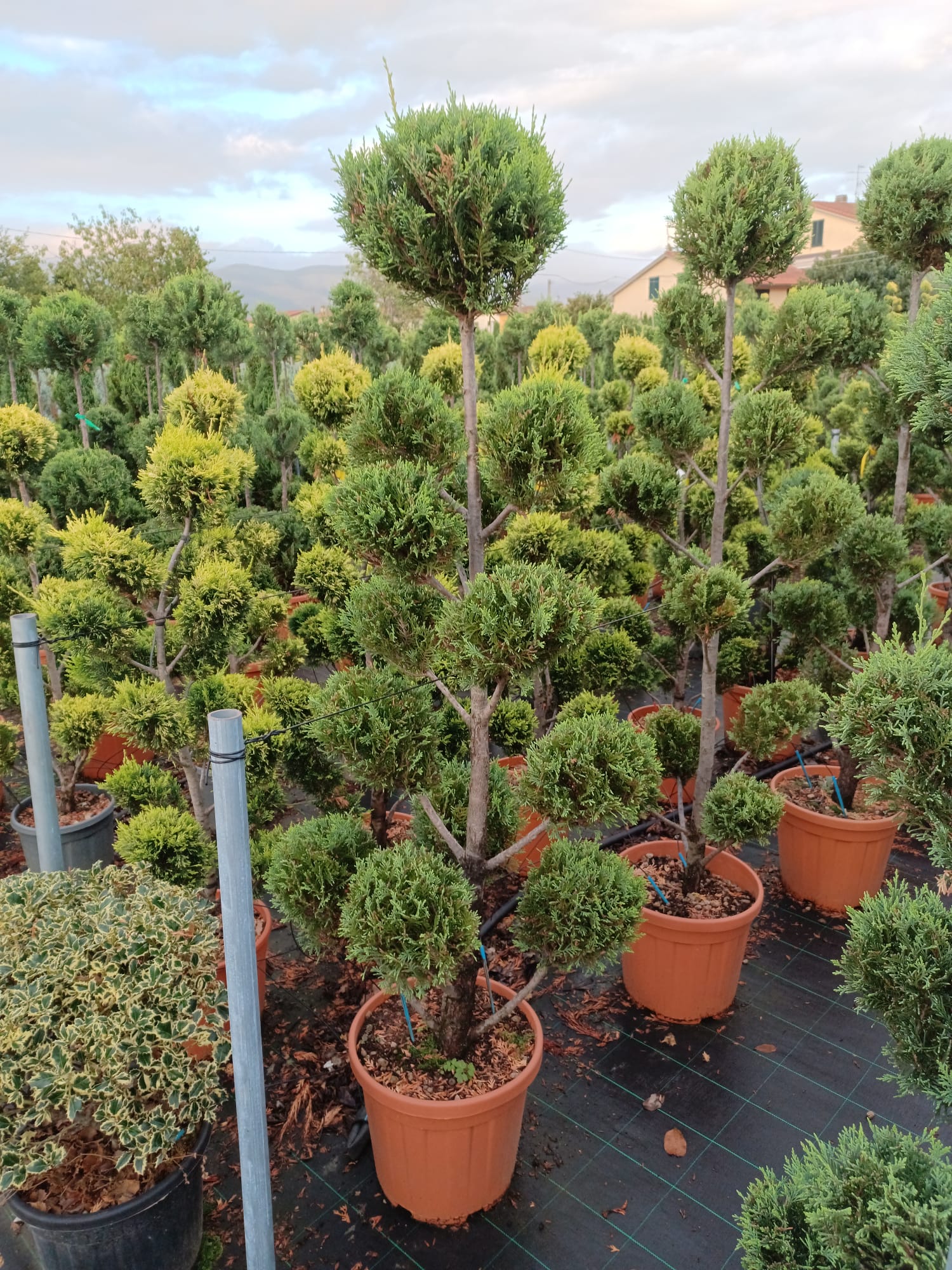 juniperus bonsai Juniper Bonsai Tree – Live Cold-Hardy Bonsai in Ceramic Planter main image 1