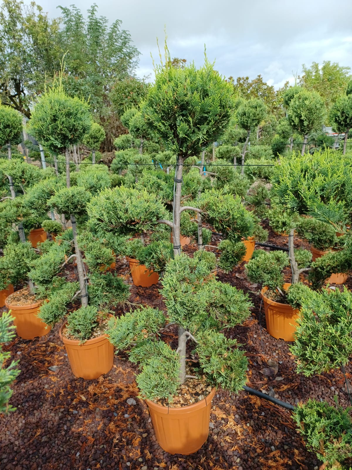 BONSAI CUPRESSUS LEYLANDII h. 140/160 cm - Servizi per il verde