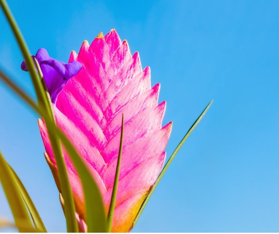 Che tipo di pianta è la Tillandsia Cyanea