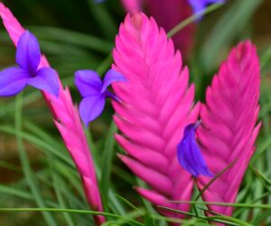 Come coltivare la Tillandsia Cyanea