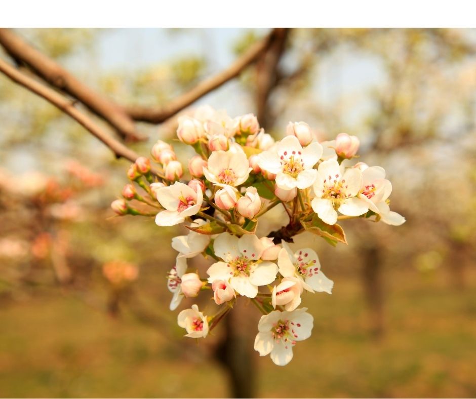 Fioritura degli alberi da frutto