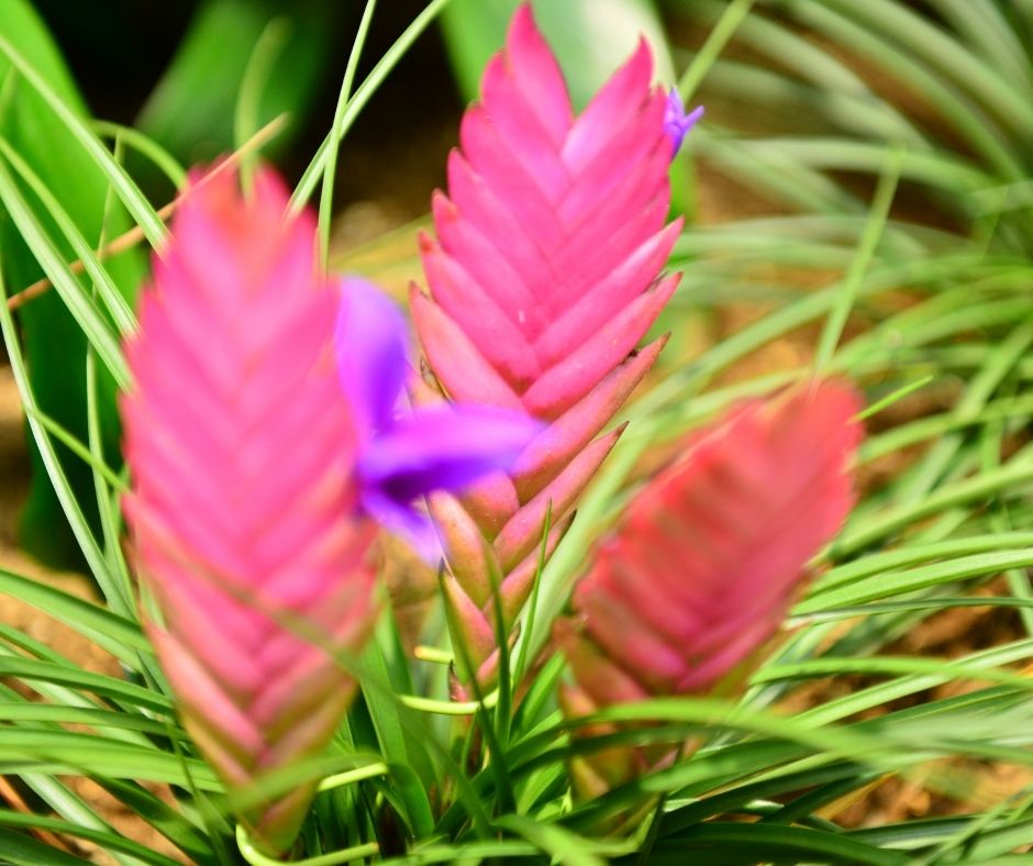 Tillandsia Cyanea: come curarla